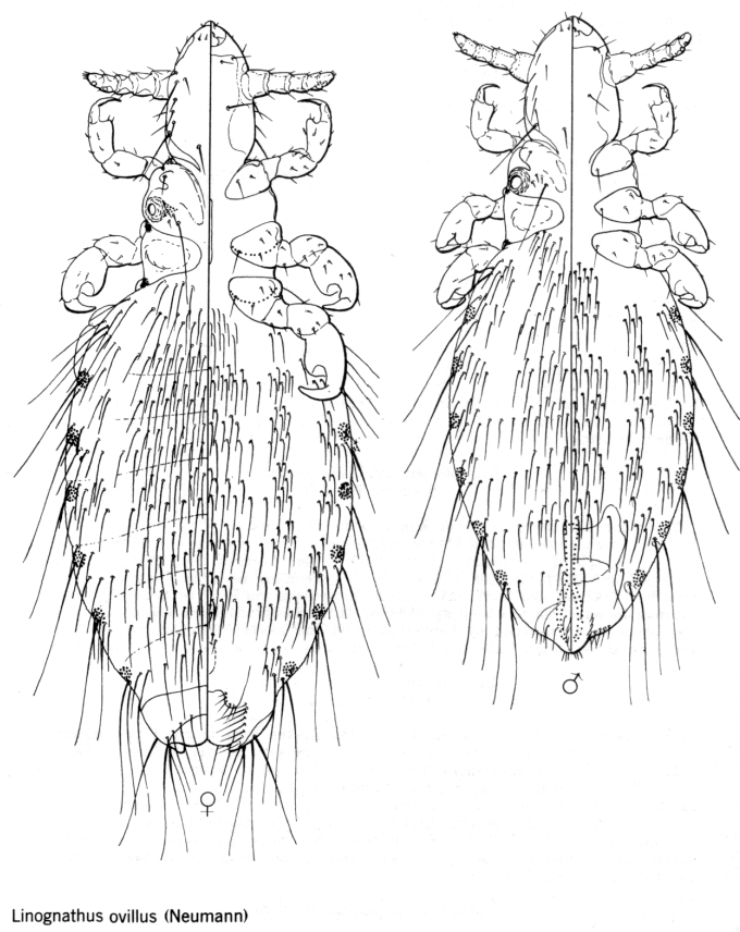 Какой цифрой обозначена самка головной вши. Платяная вошь самка и самец. Linognathus vituli. Головная вошь самец и самка. Головная вошь строение.