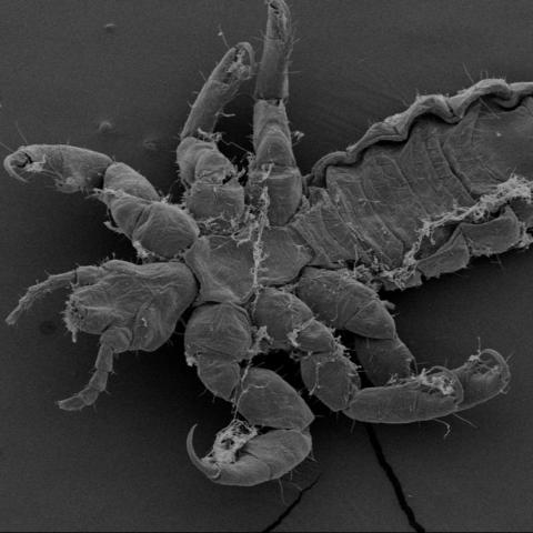 Pediculus humanus