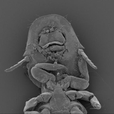 Degeeriella