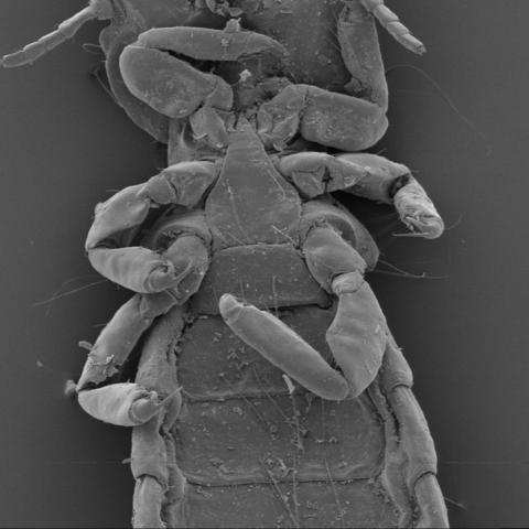 Degeeriella