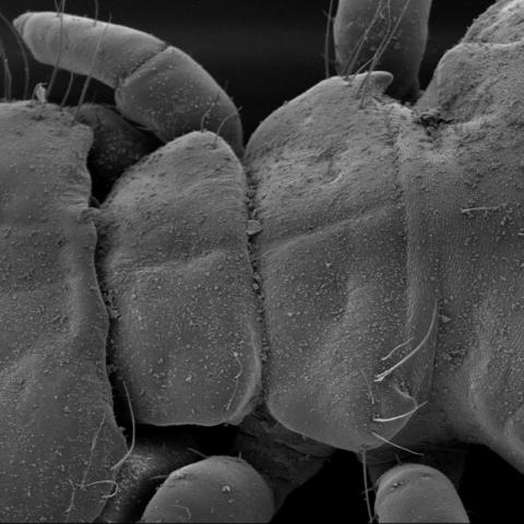 Docophoroides
