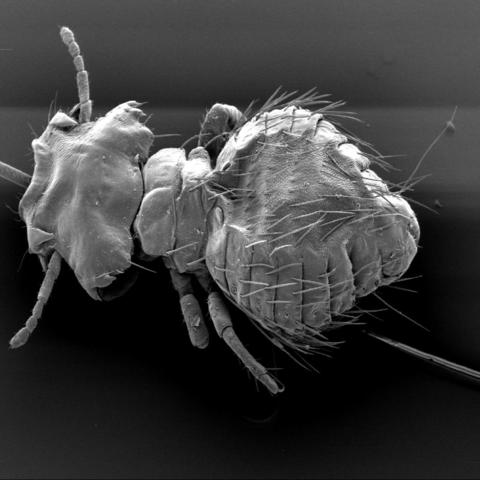 Trichophilopterus babakotophilus