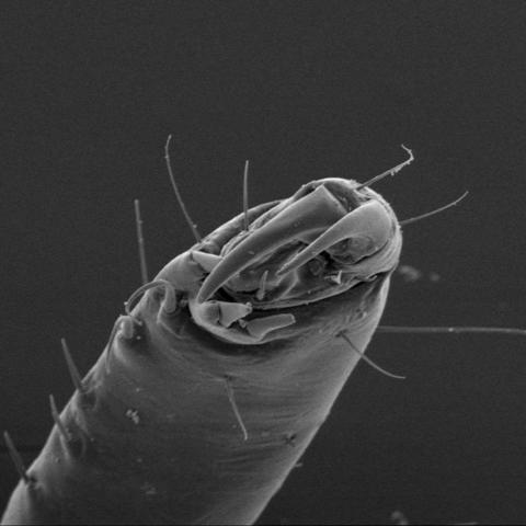 Ischnocera