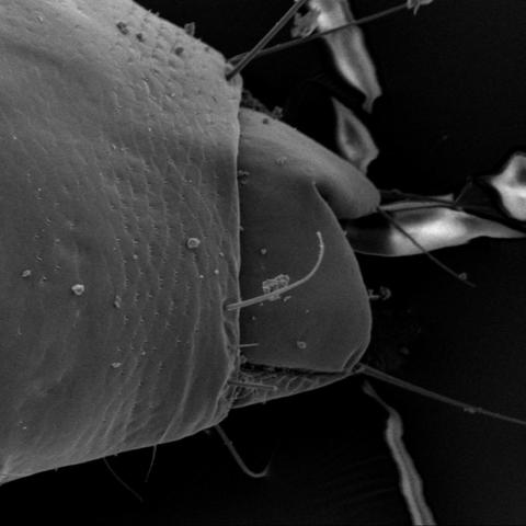 Ischnocera