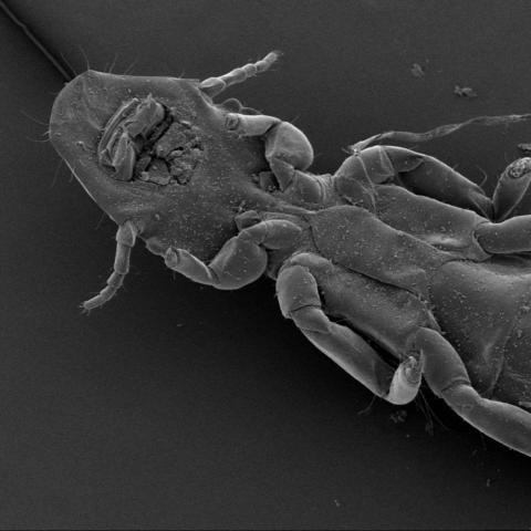 Ischnocera