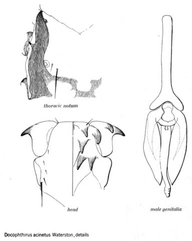 Docophthirus acinetus