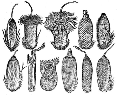 Phthiraptera