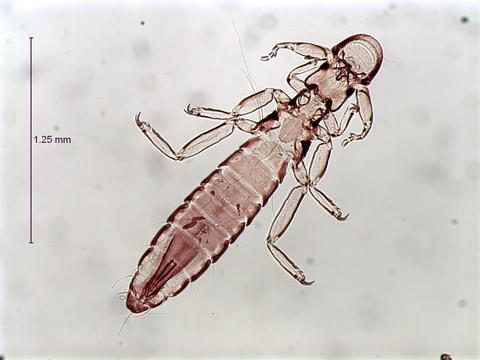Lipeurus caponis