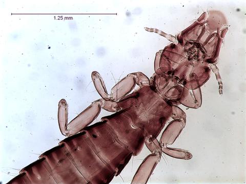 Naubates fuliginosus