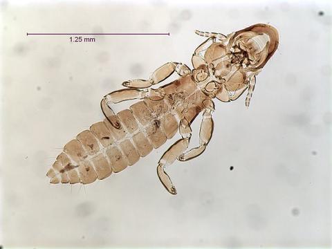 Naubates fuliginosus