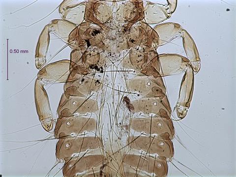 Strigiphilus vapidus