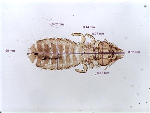 Alcedoffula alcyonae
