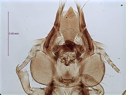 Echinophilopterus