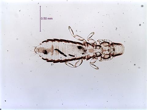 Picicola snodgrassi