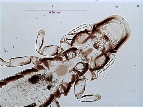 Picicola snodgrassi