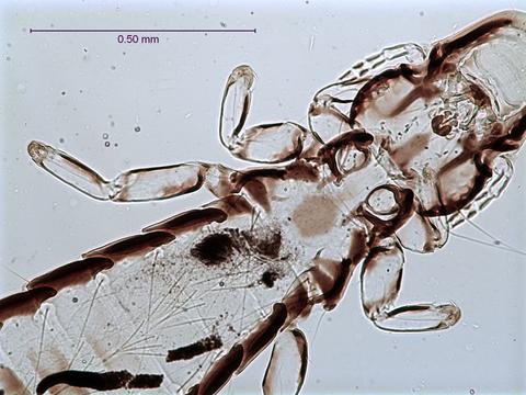 Picicola snodgrassi