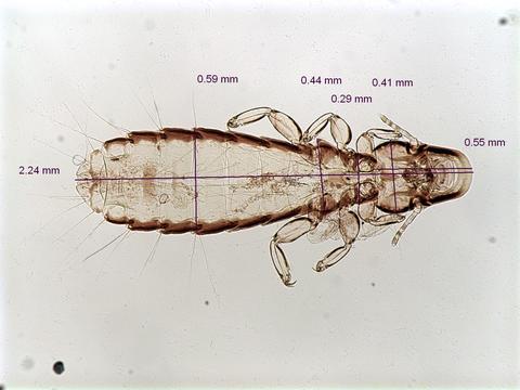 Picicola snodgrassi