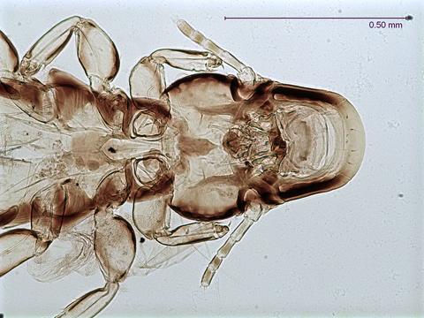 Picicola snodgrassi