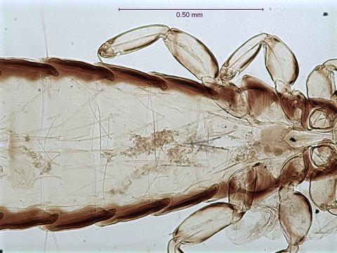 Picicola snodgrassi