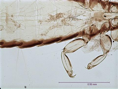 Picicola snodgrassi