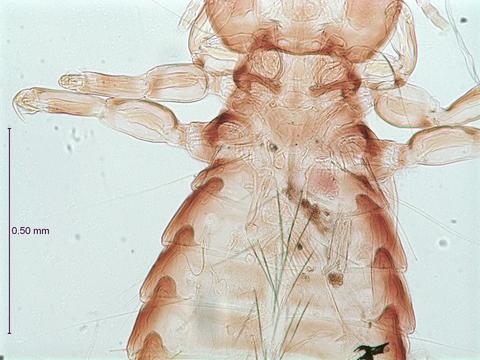 Lagopoecus colchicus