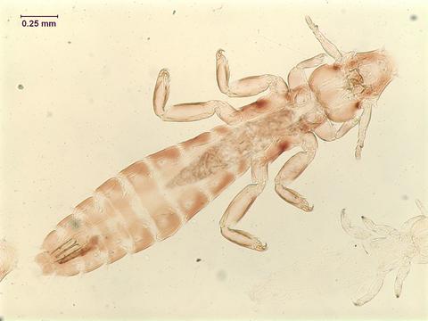 Anaticola crassicornis