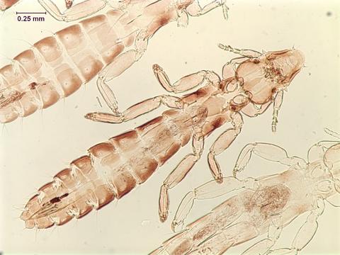 Anaticola crassicornis