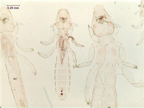 Anaticola crassicornis