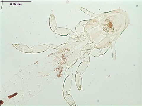 Anaticola crassicornis
