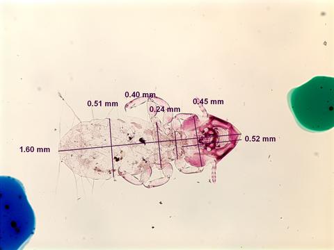 Capraiella