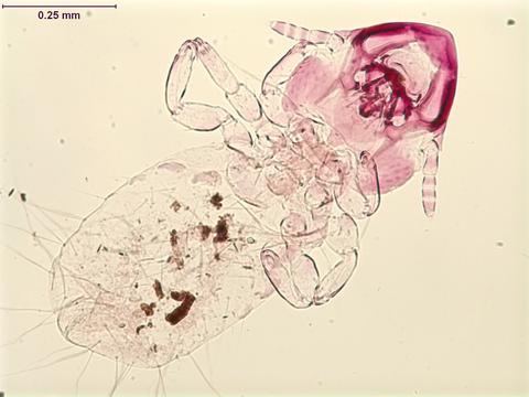 Capraiella