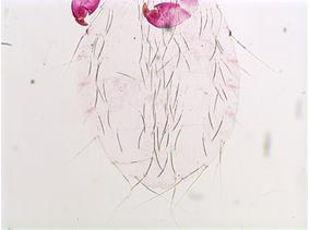 Linognathoides laeviusculus