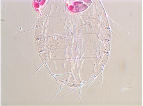 Linognathoides laeviusculus
