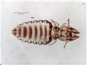 Damalinia crenelata
