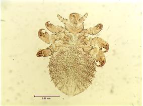 Echinophthirius horridus